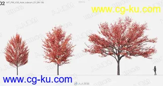 60组高质量杨树椴树柞木等树木植物3D模型合集的图片2
