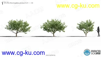 72组高质量山楂树苹果树柿子树等果树植物3D模型合集的图片1