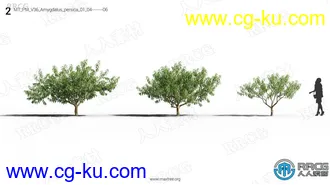 72组高质量山楂树苹果树柿子树等果树植物3D模型合集的图片2