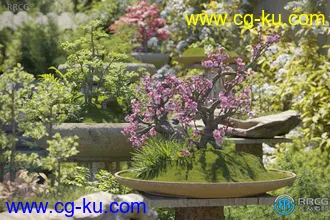 6种高质量掌上明珠小石菖蒲等盆栽盆景植物3D模型合集的图片1