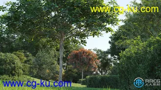 72组高质白头翁菩提树等草木植物3D模型合集的图片2