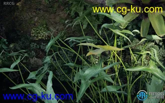 78组高质鸢尾花玫瑰花等草木植物3D模型合集的图片3