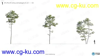 72组高质量桦树苏铁杨树针叶树等树木植物3D模型合集的图片1