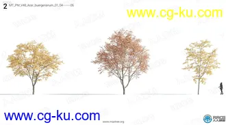 72组高质量松树榆树杨树等树木植物3D模型合集的图片1