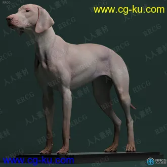 狗犬类动物皮肤肌肉骨骼解剖学高精度3D模型的图片1