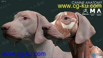 狗犬类动物皮肤肌肉骨骼解剖学高精度3D模型的图片2