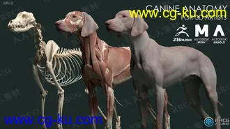 狗犬类动物皮肤肌肉骨骼解剖学高精度3D模型的图片3