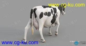 5组高质量奶牛循环动画与3D模型的图片2
