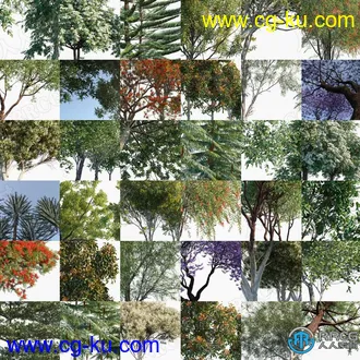 90种大洋洲澳大利亚新西兰高质量树木植物3D模型合集的图片2