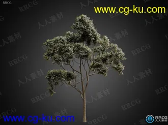 CGhelios高端逼真树木树叶树皮植物高质量3D模型合集的图片2