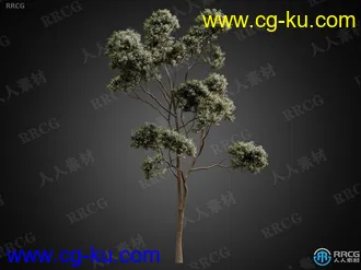 CGhelios高端逼真树木树叶树皮植物高质量3D模型合集的图片3