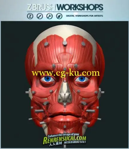 《ZBrush人物脸部造型雕刻艺术高级教程》ZBrushWorkshops Anatomy of the Face for Artists的图片2