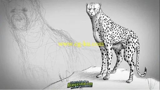 《Photoshop绘制动物解剖高级教程》Digital-Tutors Fundamentals of Drawing Animal Anatomy的图片1