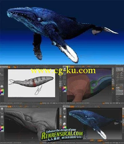 《ZBrush鲸鱼动物建模高级教程》ZBrush Whale Modeling Tutorial的图片1