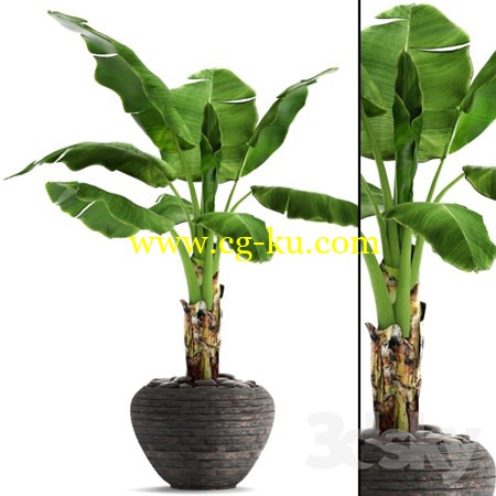 Banana palm in the pot 2的图片1