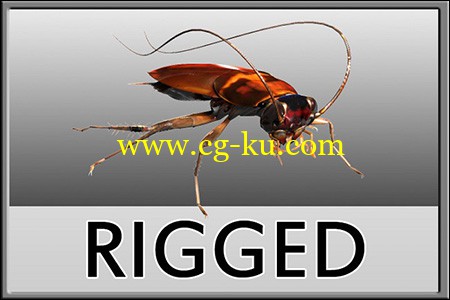 Turbosquid Cockroach Rigged的图片1