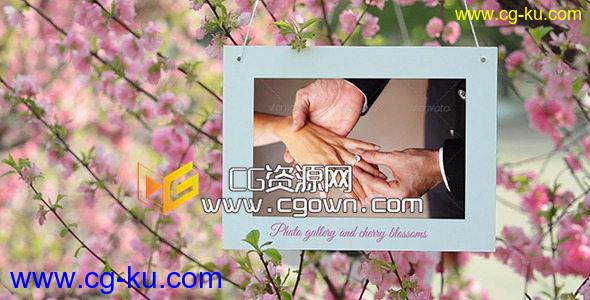 漂亮樱花中展示你的相片库 Photo Gallery and Cherry Blossoms AE模板的图片1