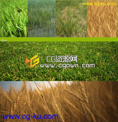 iCube R&D制作三套植物类3D模型 iFlowers vol.1, iGrass vol.1, iTrees vol.2的图片3