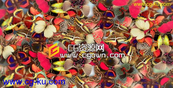 优雅的蝴蝶标志演绎 Videohive Elegant Butterflies AE模板的图片1