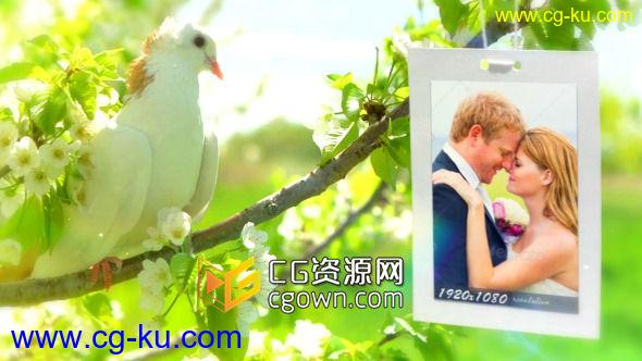 婚礼相册 鸽子为主题爱情故事 Videohive Wedding Photo Gallery – Doves Slideshow AE模板的图片1