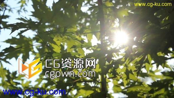 温暖阳光穿过树叶清风吹拂全高清视频素材 VideoHive Leaf In The Sun的图片1