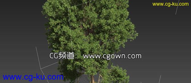 C4D与3dsMax插件真实植物场景模型包 Laubwerk Plants Kit 2 v1.012 支持Win&Mac的图片1