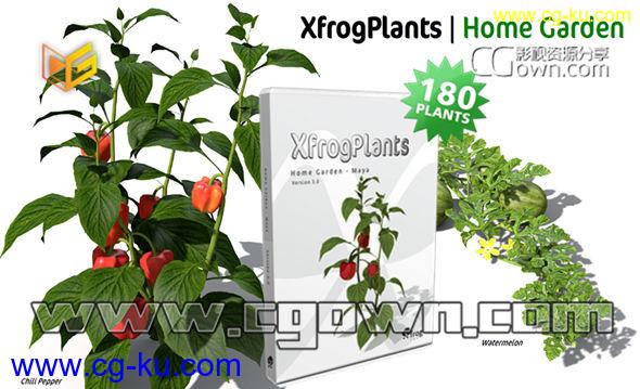 C4D模型 水果与蔬菜田园植物3D模型合集 XfrogPlants – HOME GARDEN的图片1