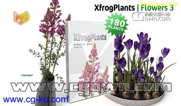 C4D模型 180种植物花朵盆栽 Xfrog Plants – Flowers 3 顶级3D植物库的图片1