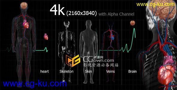 4K视频素材 医学X射线人身体解剖学大脑医疗效果 带Alpha通道的图片1