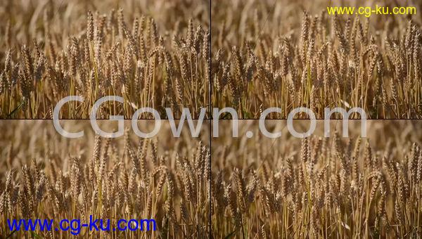 麦田小麦农业谷物粮食高清实拍视频素材可商用的图片1