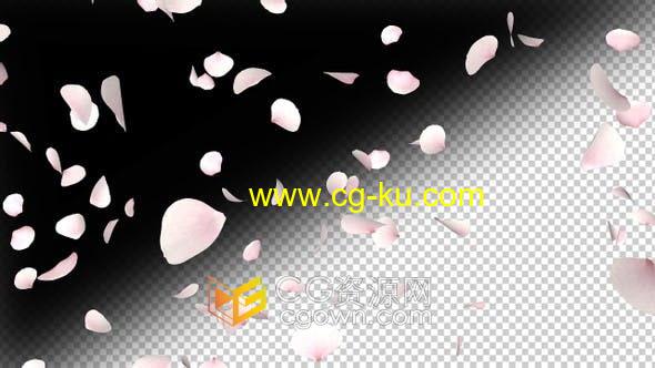 4K视频素材-樱花花瓣飘落动画素材带透明通道的图片1