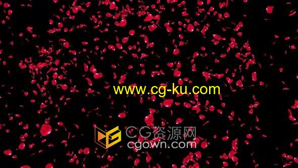 4K视频素材-爆炸散开玫瑰花瓣动画透明通道合成特效素材的图片1