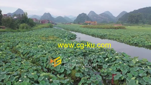 航拍云南普者黑自然景区江河湖面茂盛的荷叶睡莲视频素材的图片1