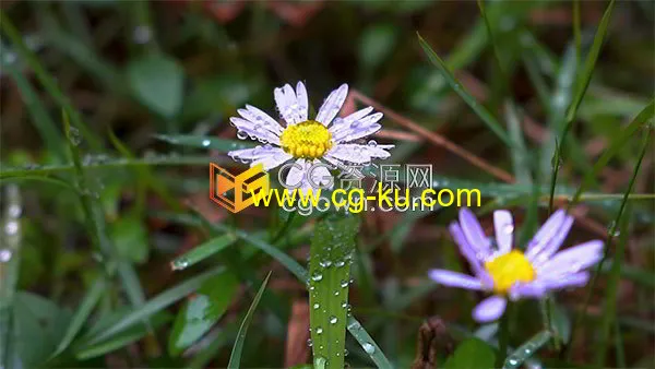 雨后的小清新彩色野菊花特写实拍视频素材的图片1