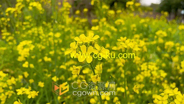 春天蔬菜园里随风摇曳的油菜花蜜蜂特写实拍视频素材的图片1