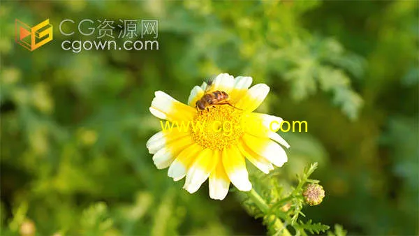 夏日风光小菊花上的蜜蜂采蜜特写实拍的图片1