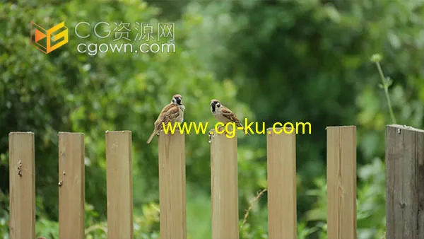 麻雀小鸟鸟儿在木头栅栏歇息鸟类实拍视频的图片1