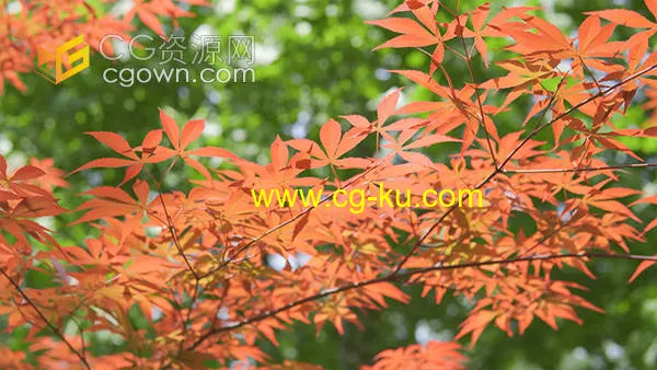 实拍夏天阳光下的枫树植物树叶特写视频素材的图片1